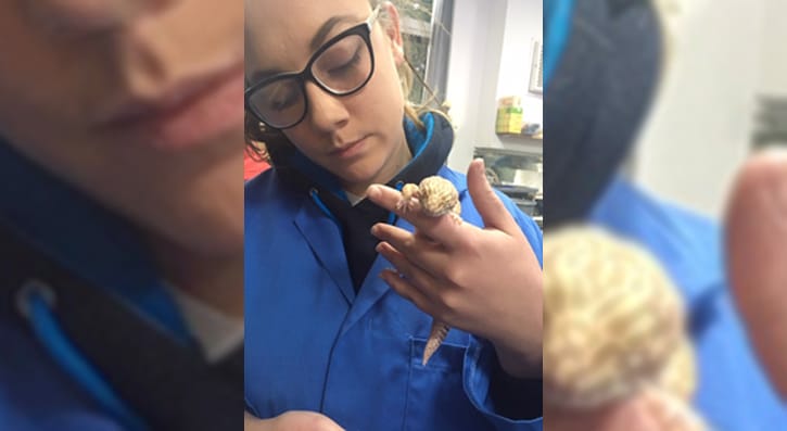 SERC Student Naomi Perry with leopard gecko Toby